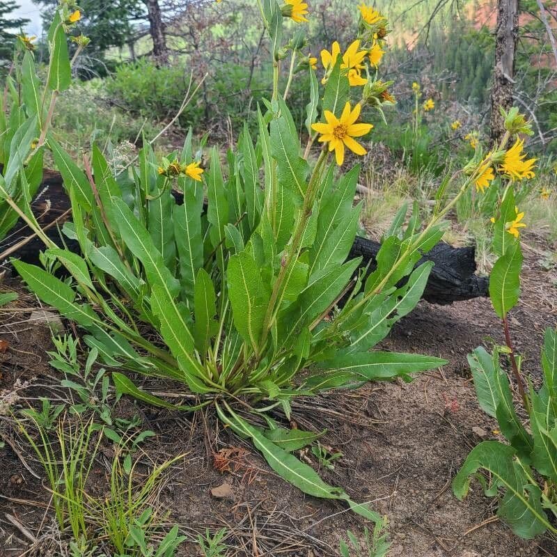 Wyethia 15