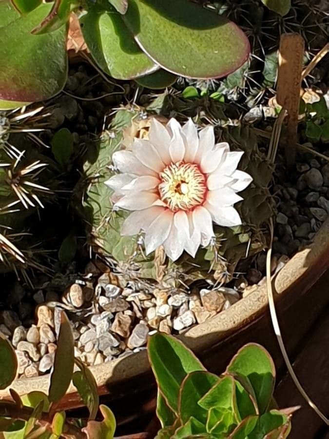 Cactus a palla 7