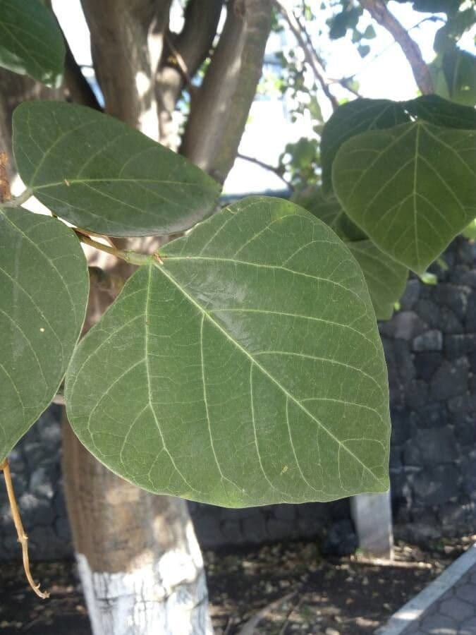 Erythrina americká 6