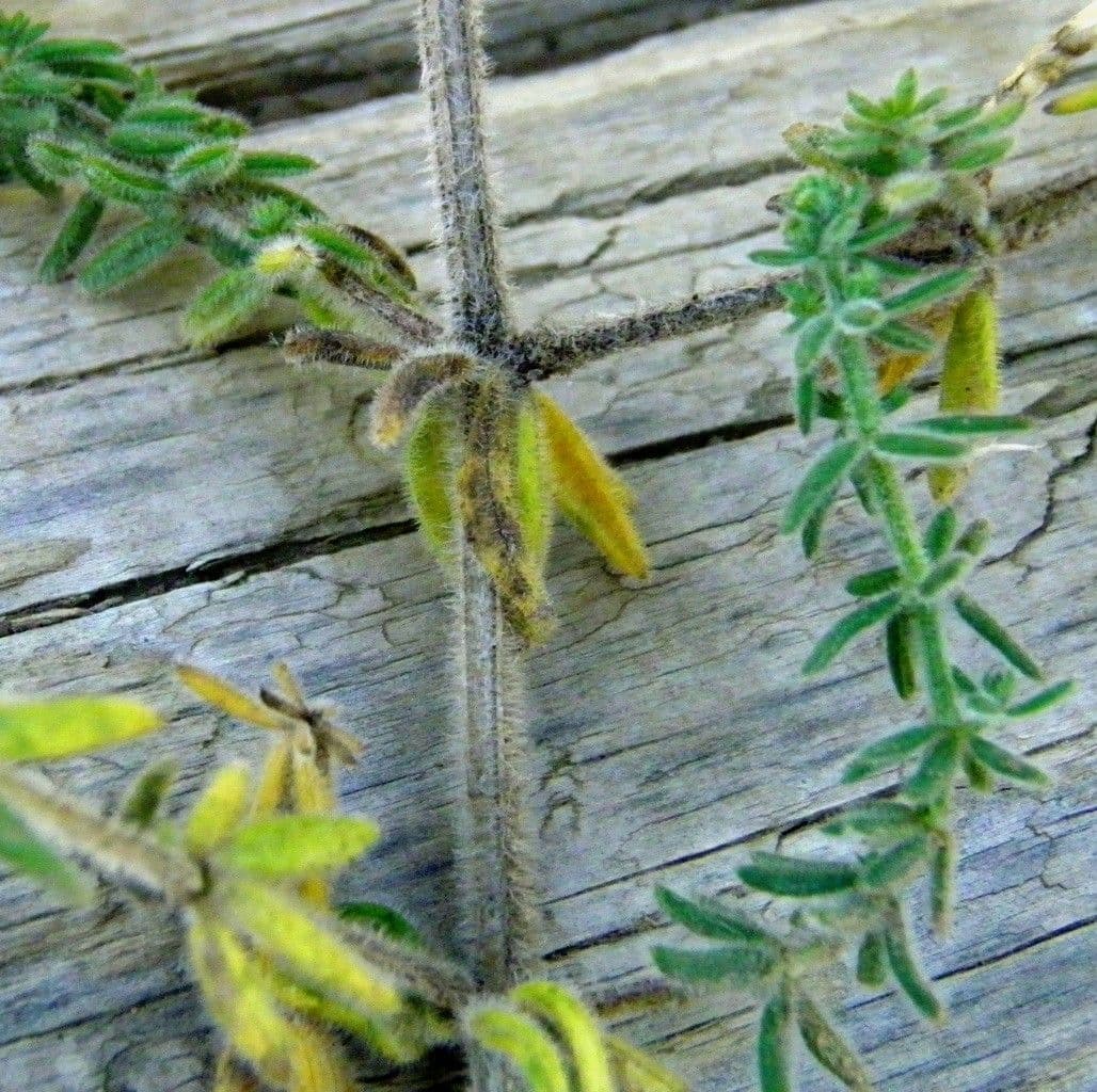 Galium 9