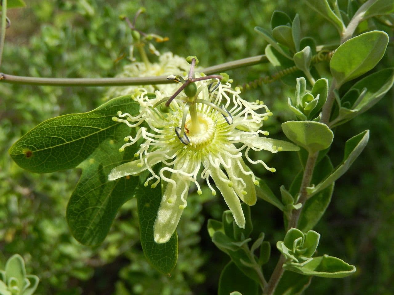 Passiflora