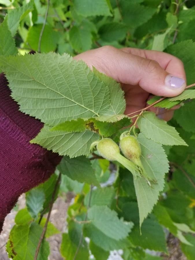 Nocciolo cornutato 4