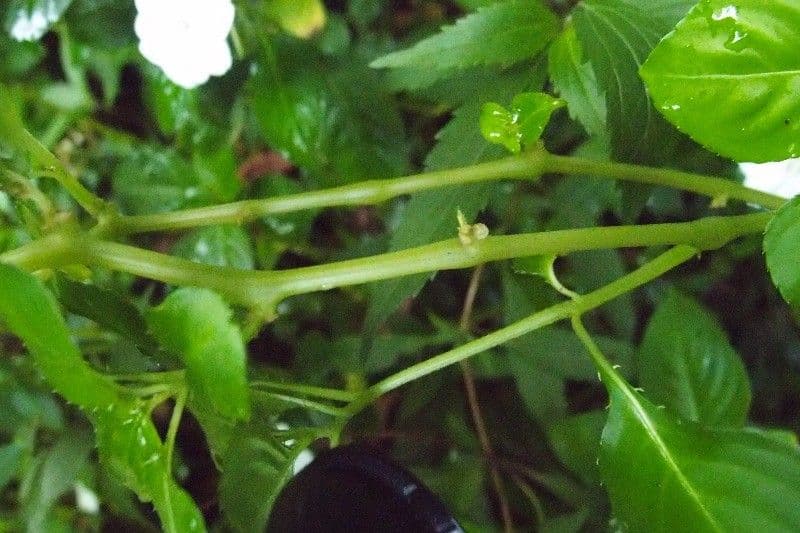 Springkraut 25