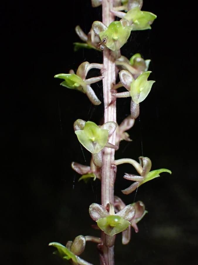 Crepidium taurino 8