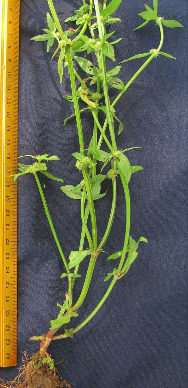 Spermacoce prostrata 13