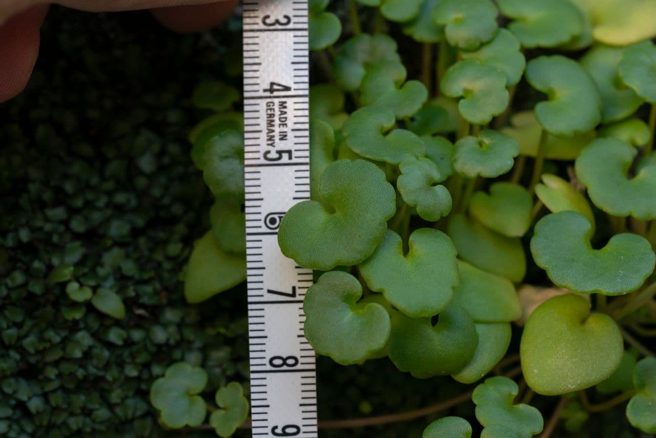Cymbalaria 4