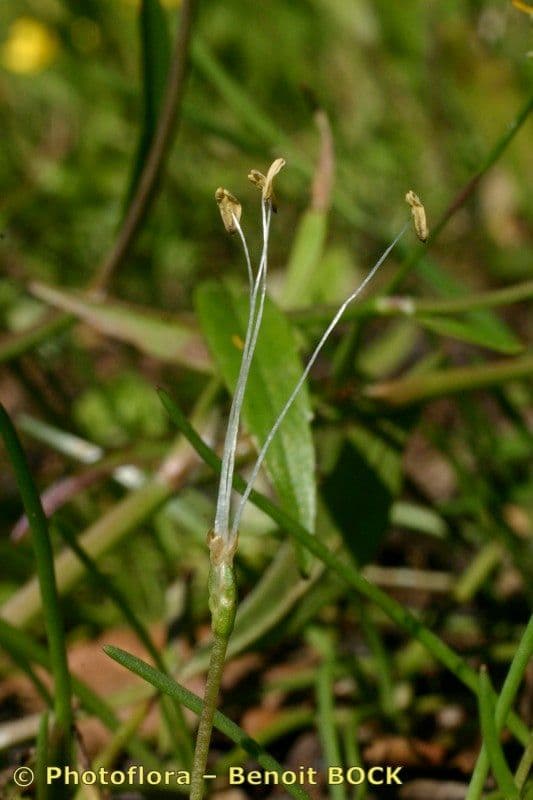 Littorella 20