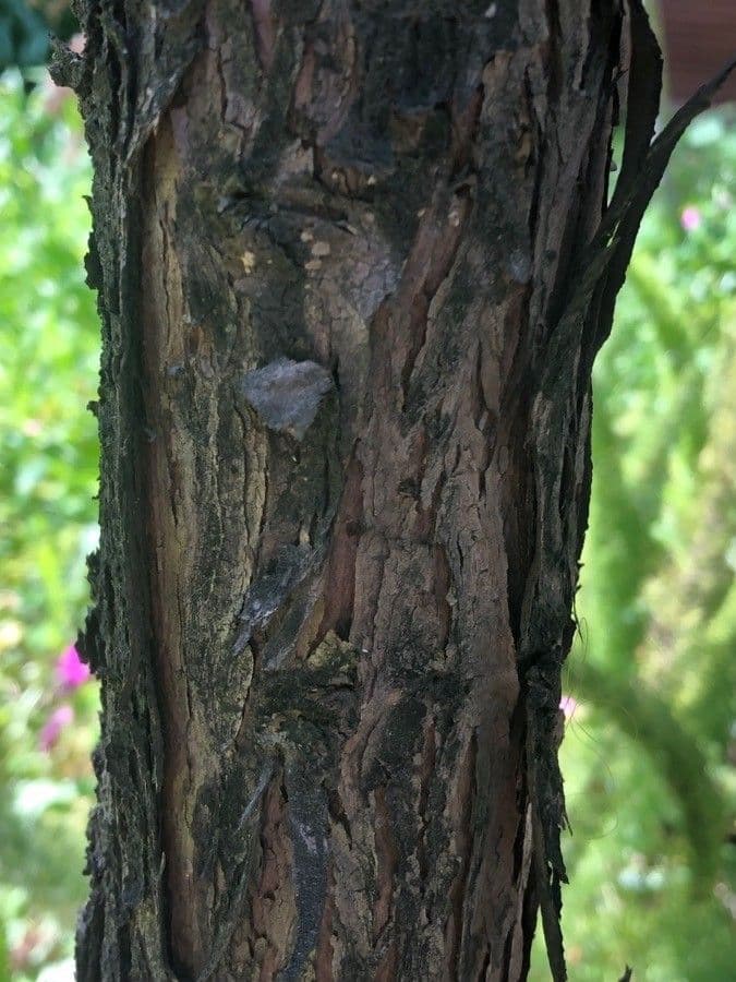 Ginepro squamato 21