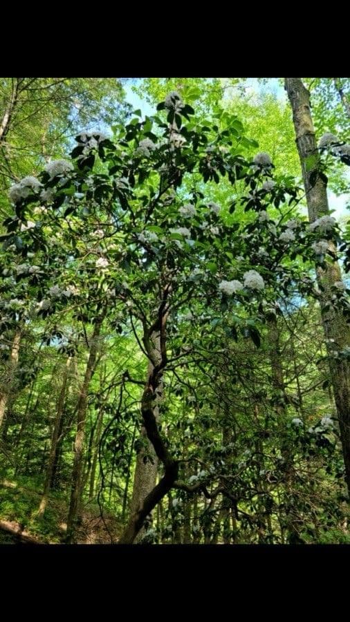 Kalmia szerokolistna 14