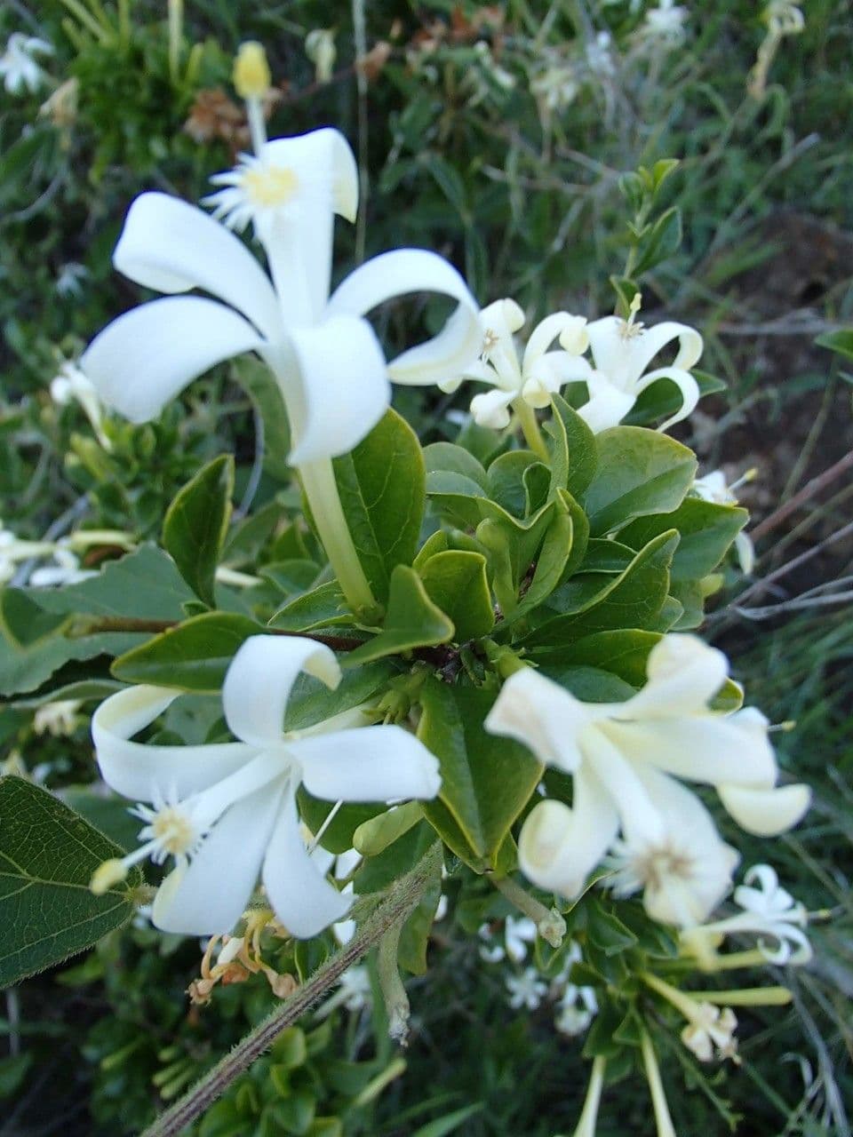 Turraea 11