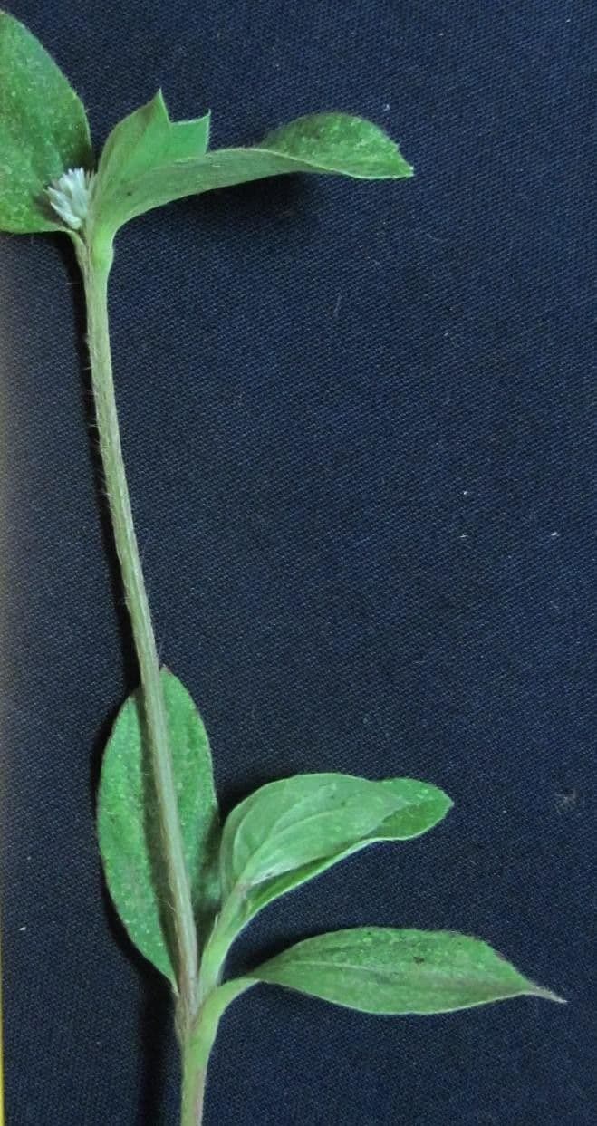 Gomphrena serrata 21