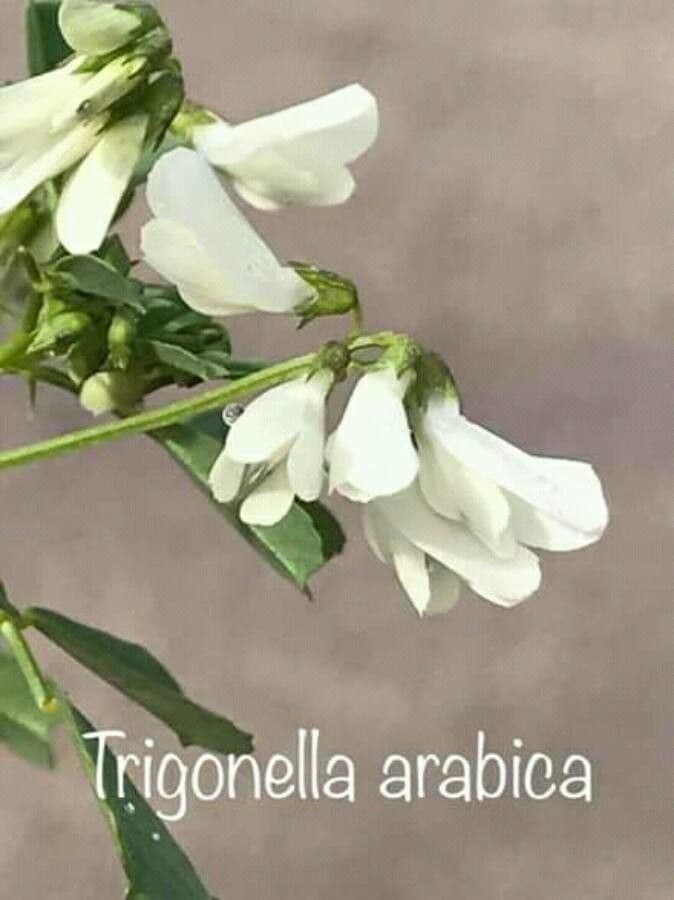 Fieno greco arabo 2