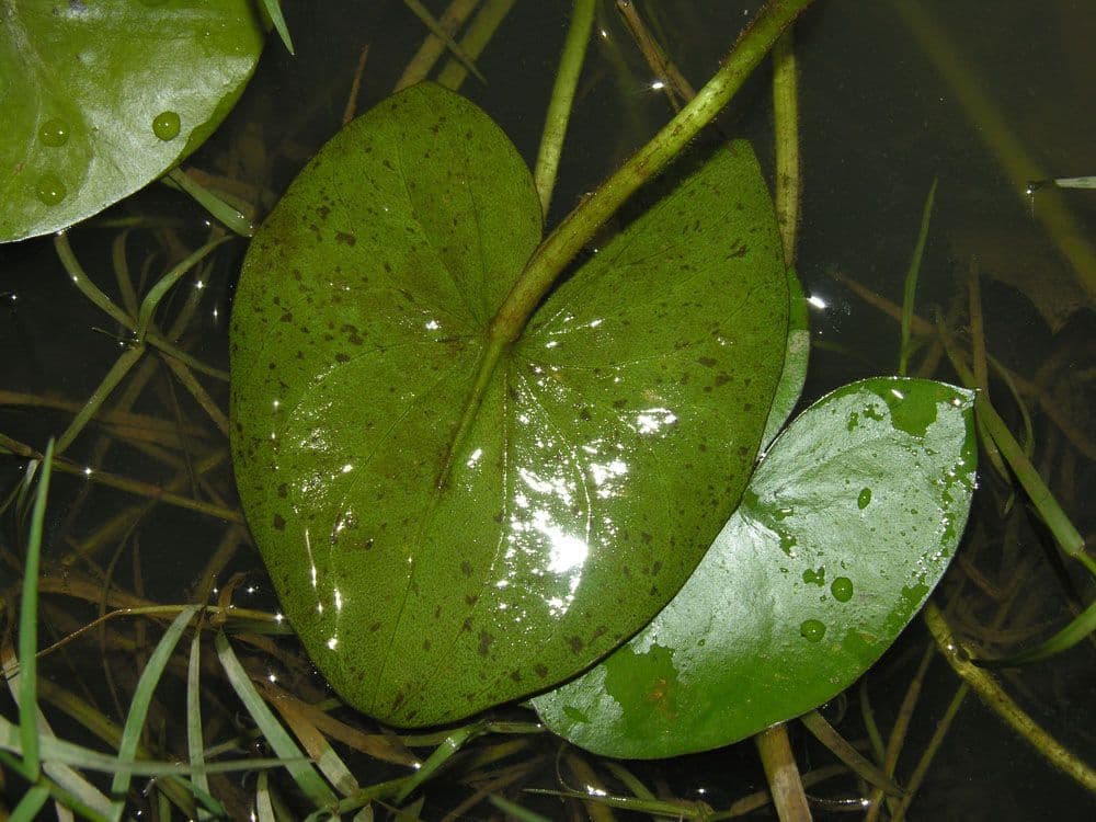 Sagittaria guayanensis 15