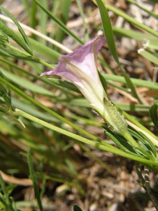 Ipomoea 4