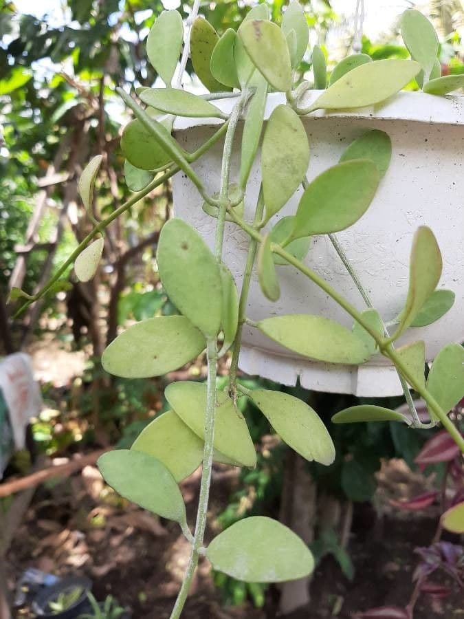 Dischidia 3