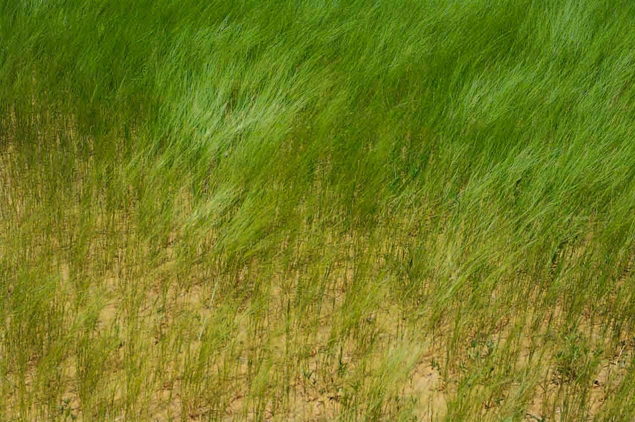 Aristida 2
