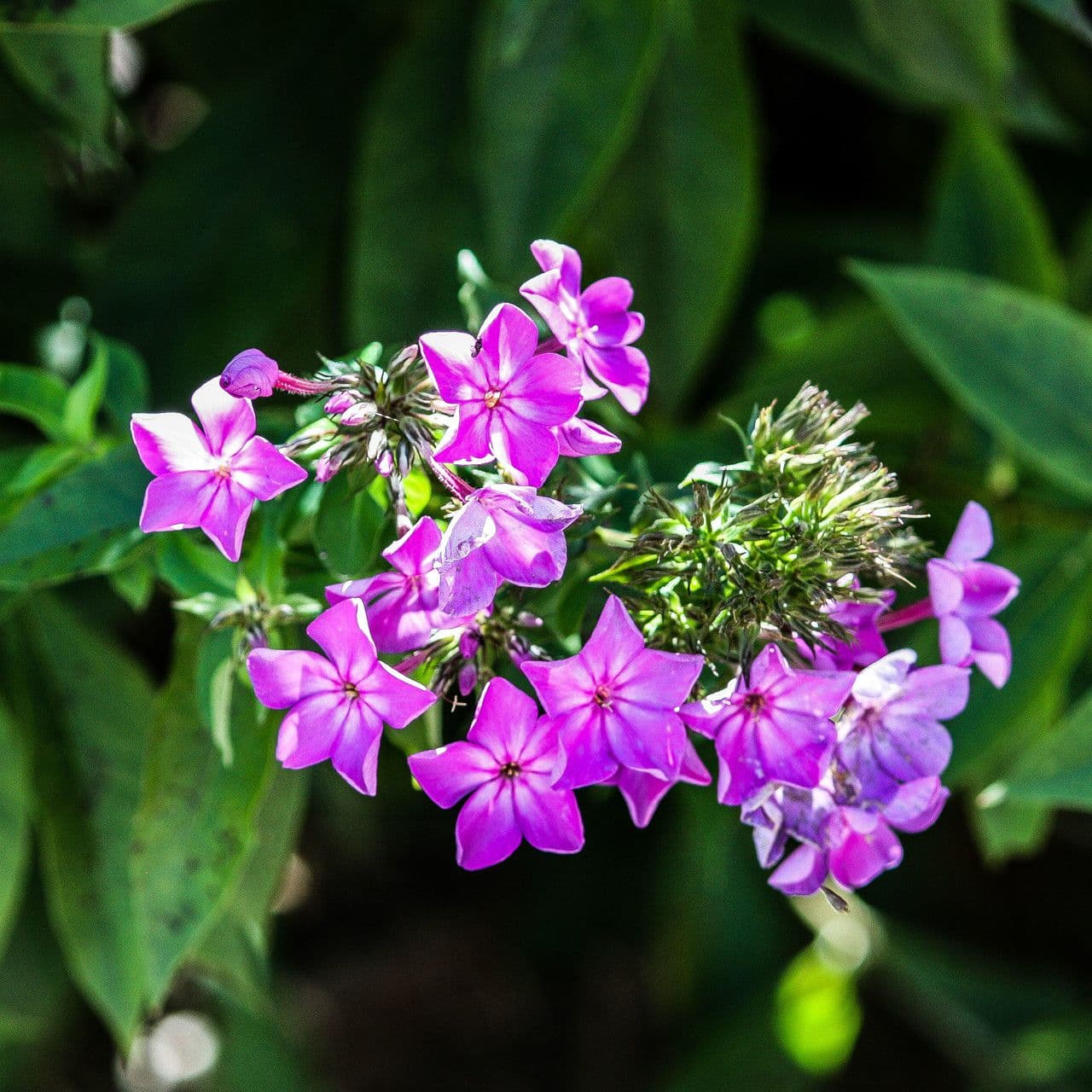 Zottiger Phlox 2