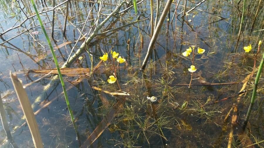 Utricularia común 11