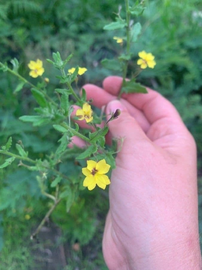 Goodenia 2