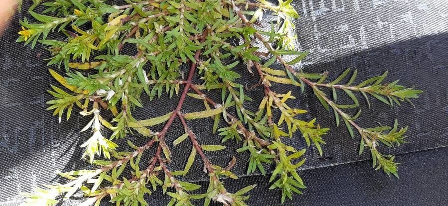 Portulaca foliosa 2