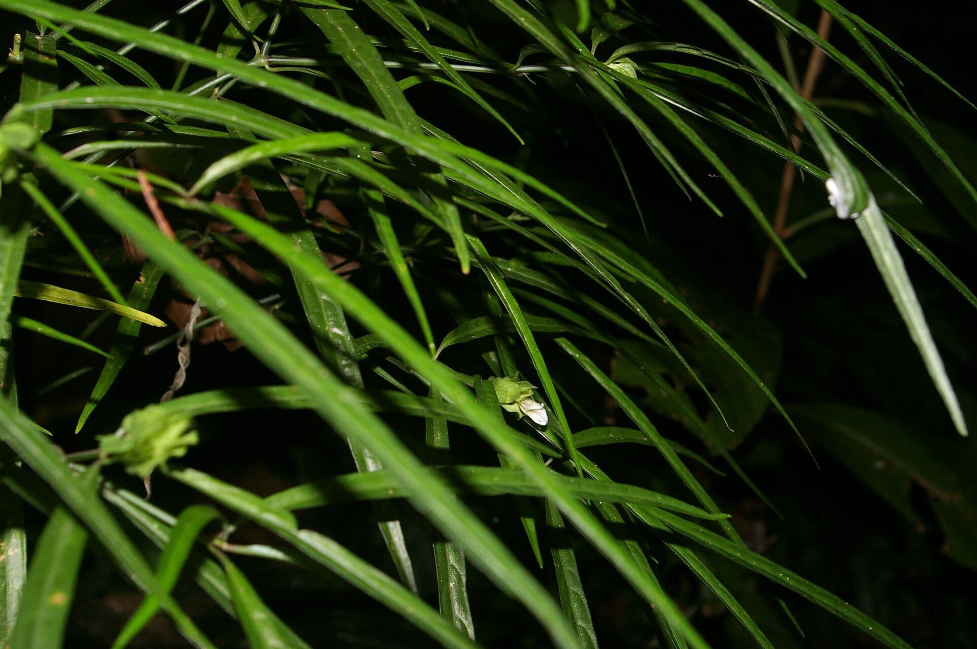 Herpetacanthus 2
