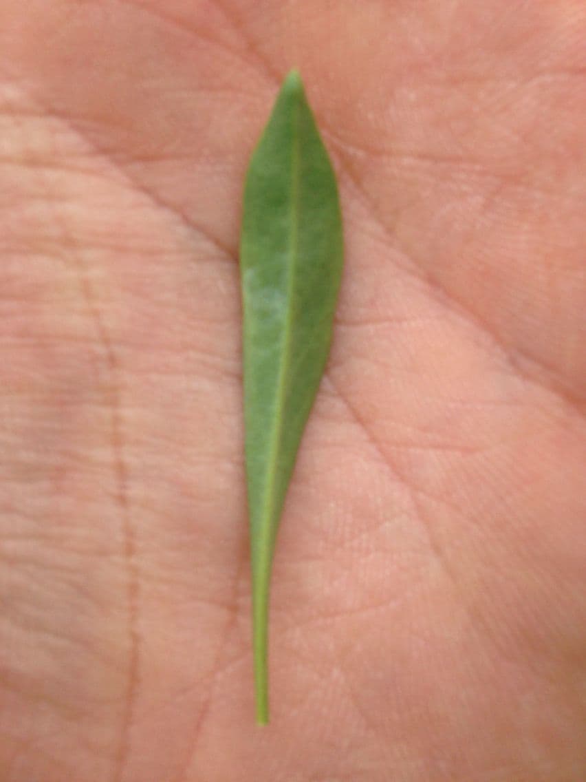 Penstemon 14