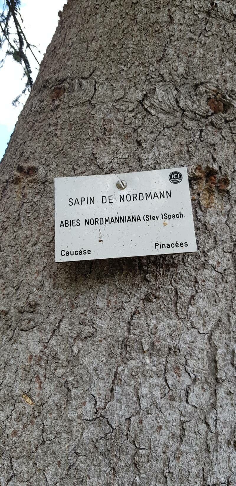 Abete del Caucaso 29