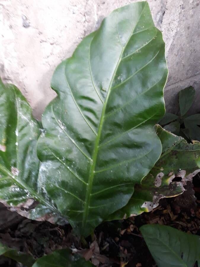 Anturio 14