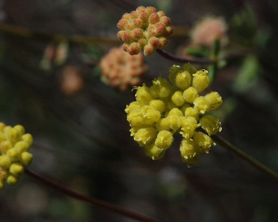 Eriogonum
