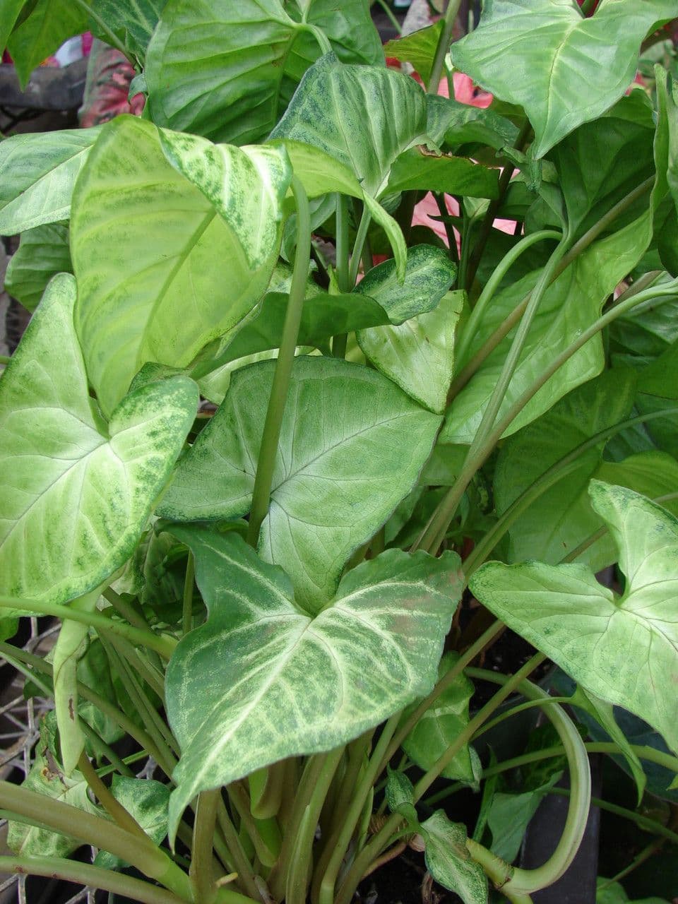Syngonium 12