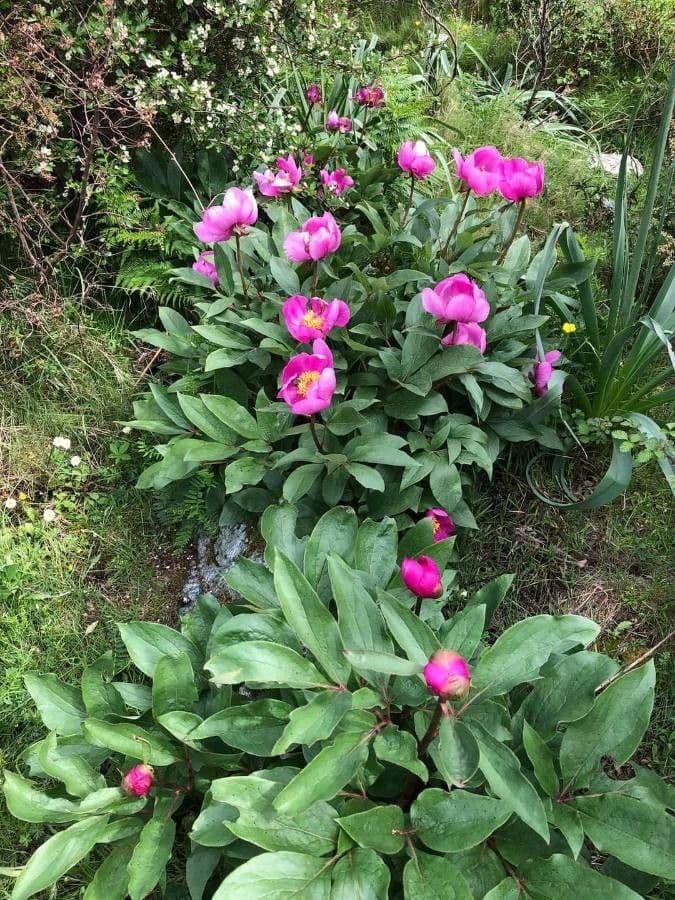Peonia Corsa 2