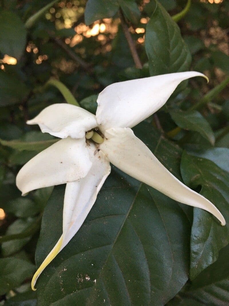 Rosenbergiodendron