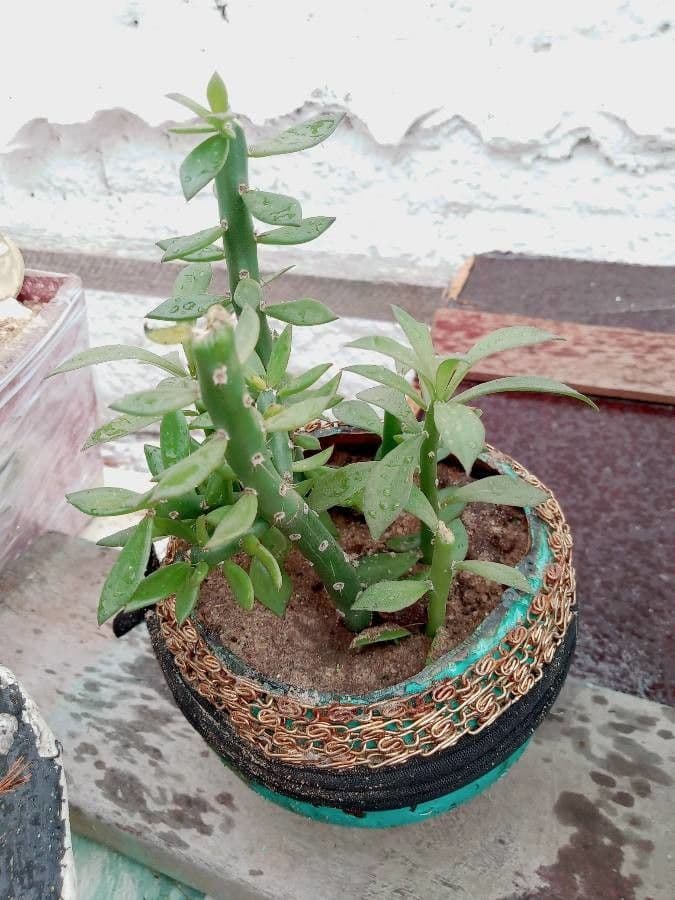 Pereskiopsis 3