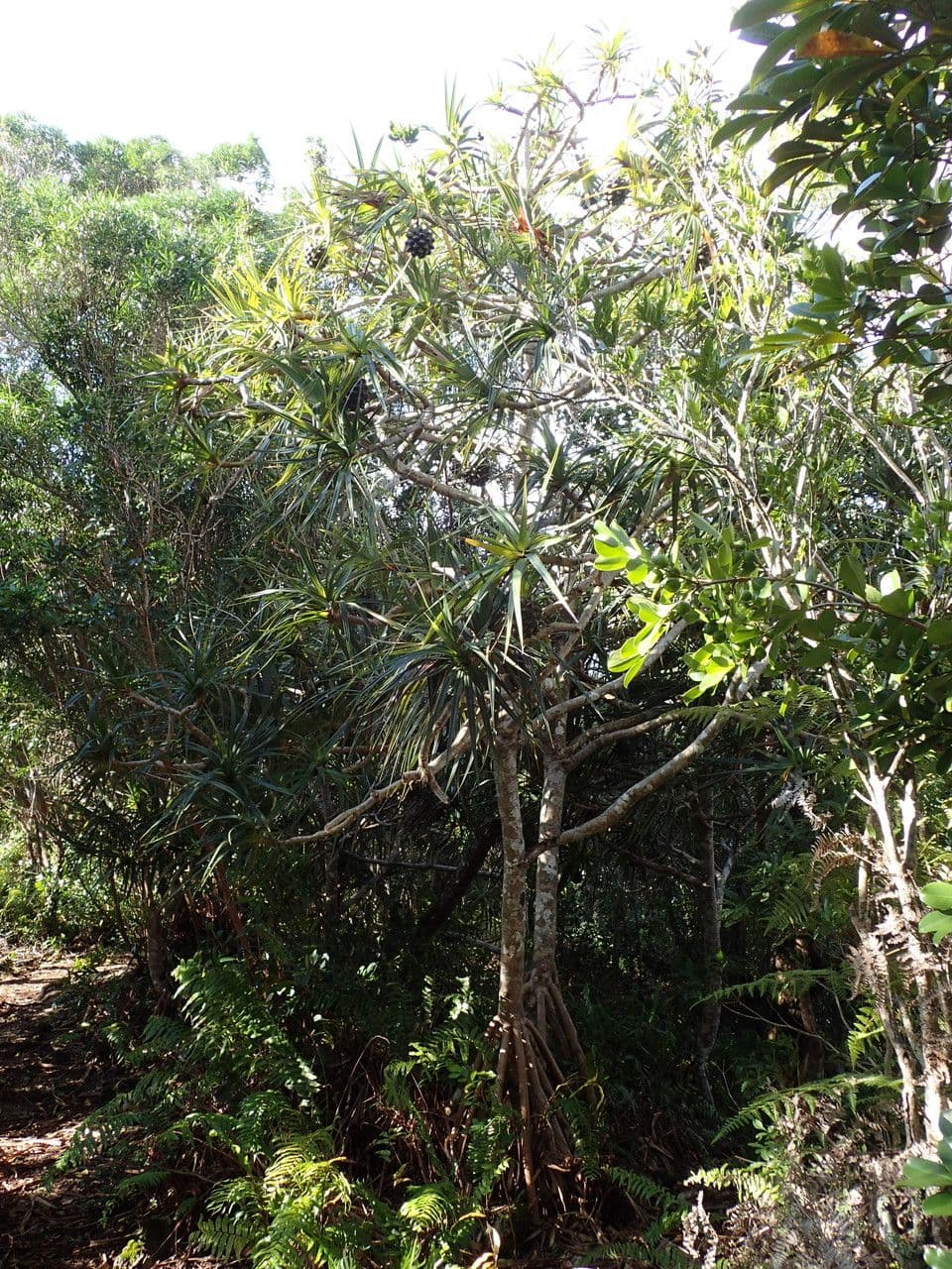 Pandanus 12