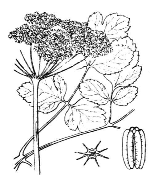 Thapsia Nestlerova 21