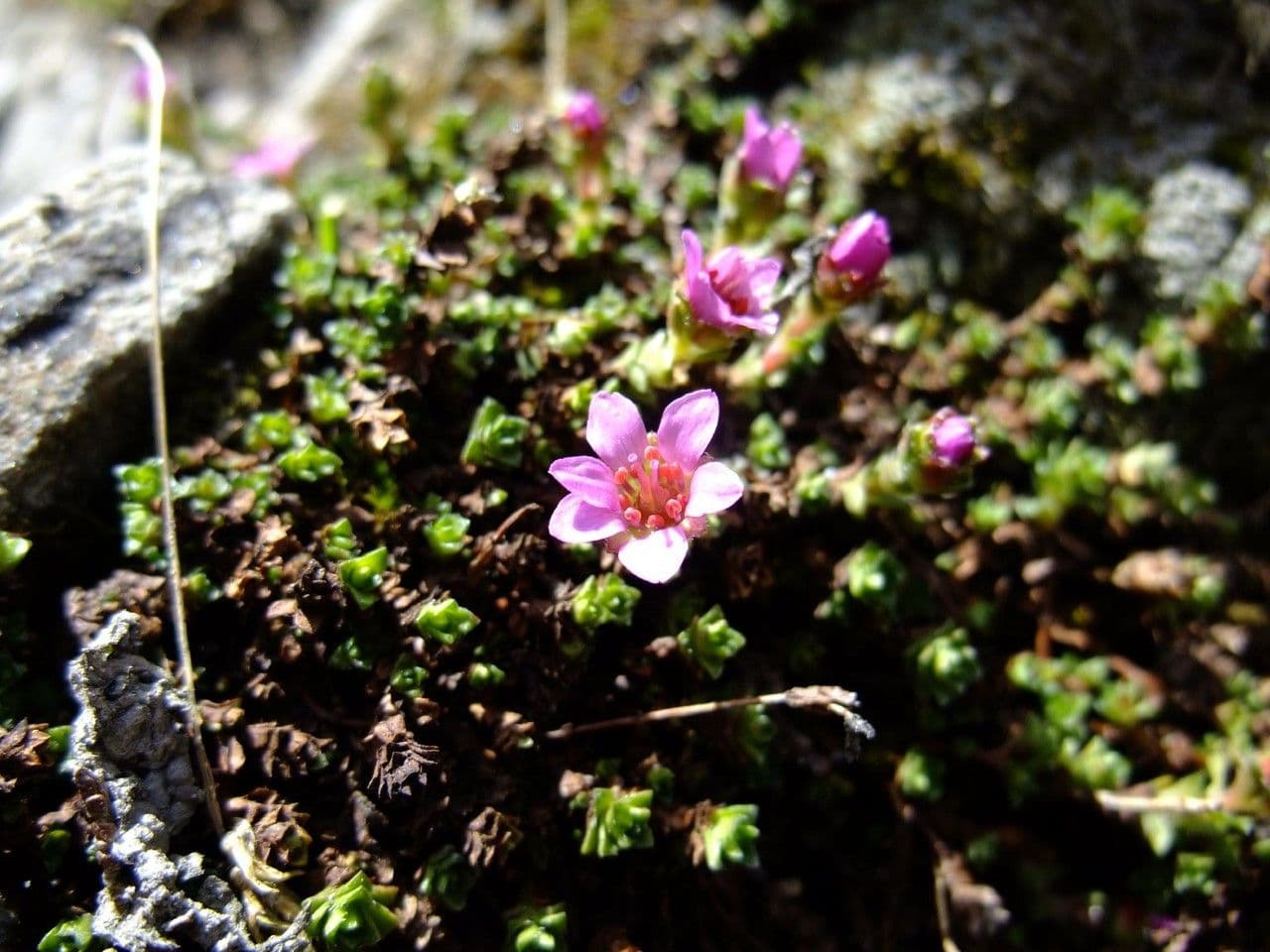 Sassifraga retusa 7