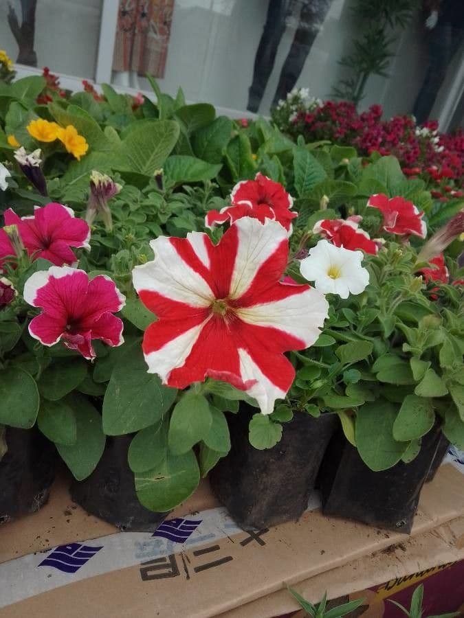 Petunia 2