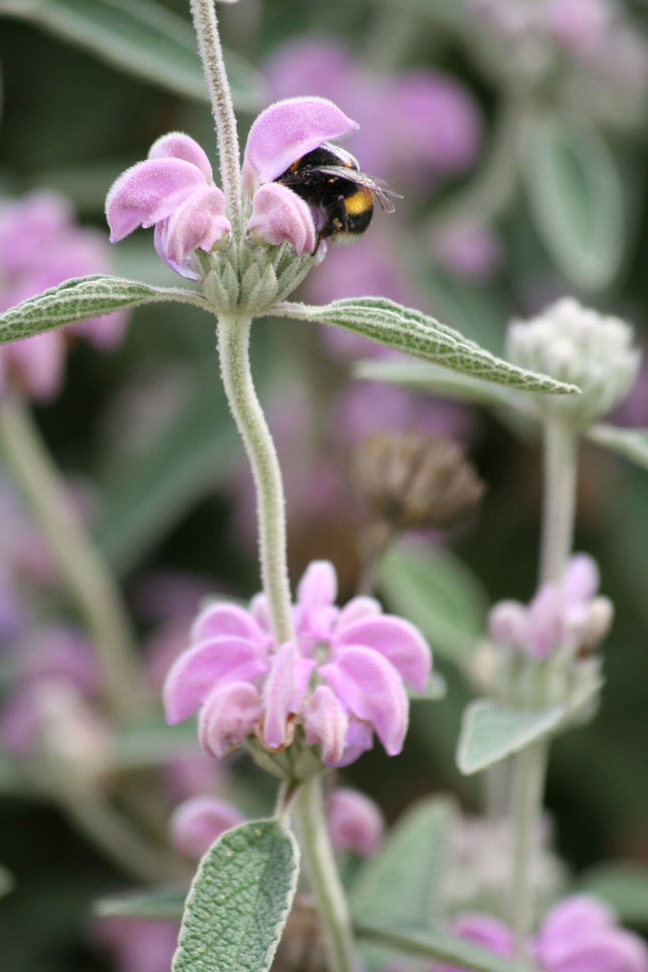 Phlomis 5
