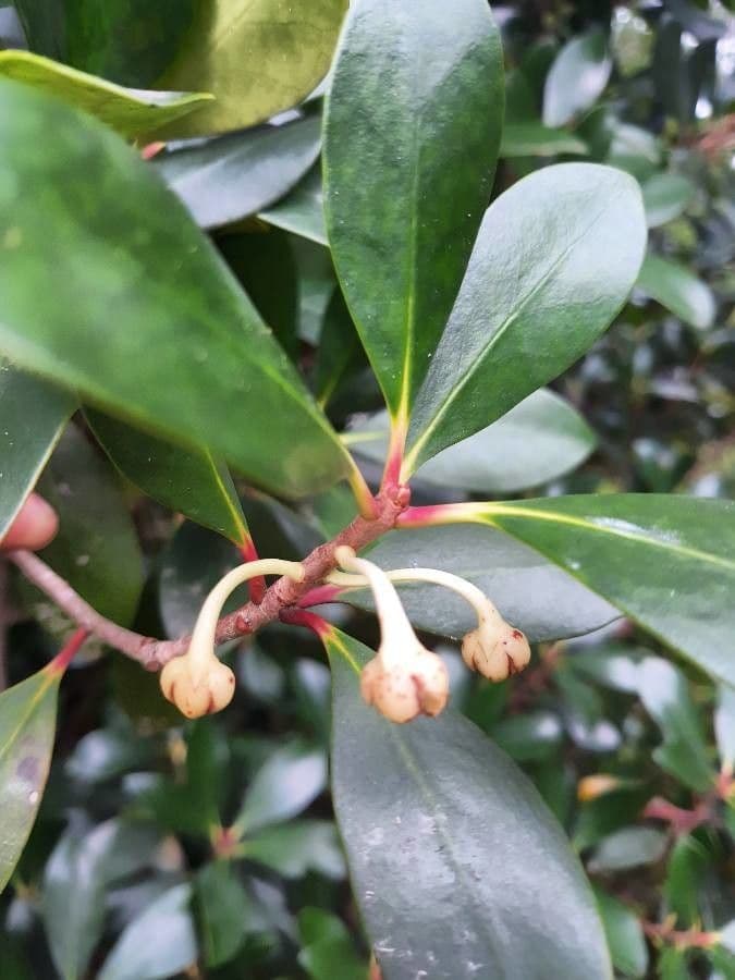 Ternstroemia 4