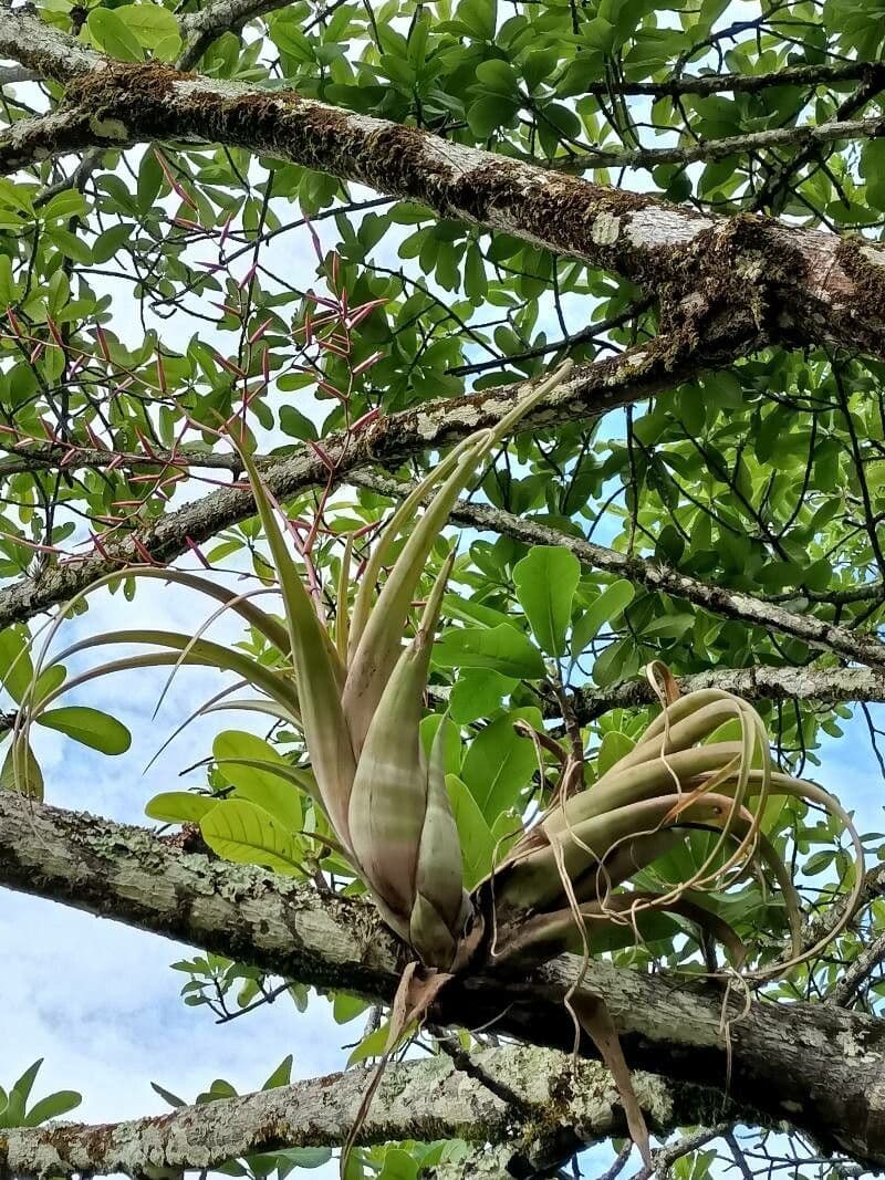 Tillandsia flexueuse 12