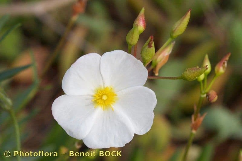 Cistus