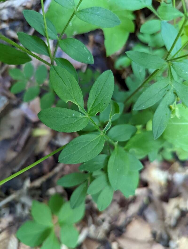 Polemonium reptans 14