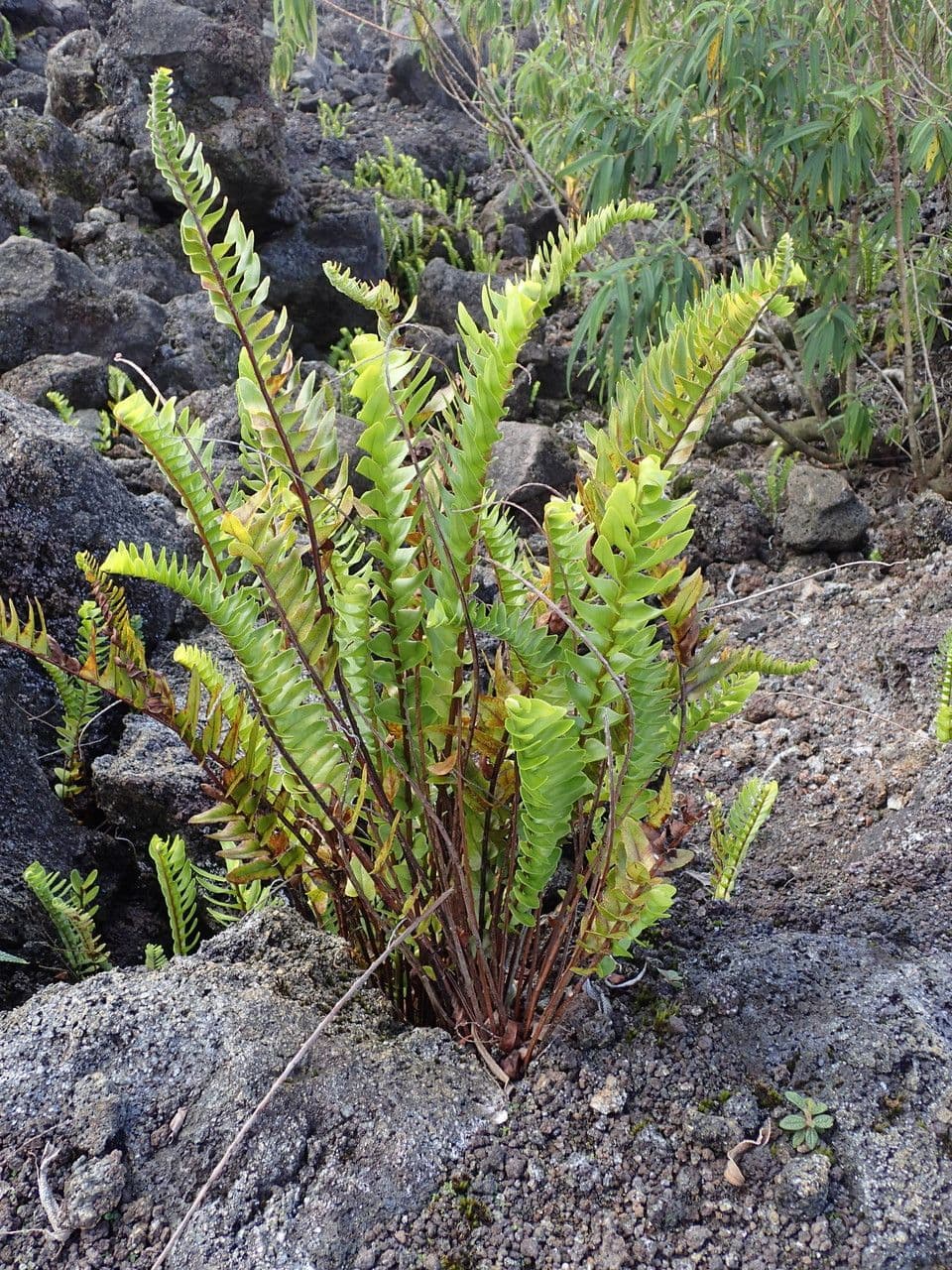 Nephrolepis 9