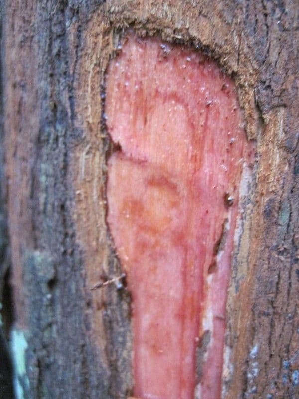 Iryanthera 17
