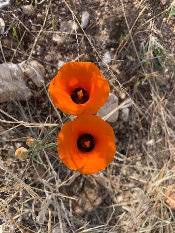 Calochortus di Kennedy 8