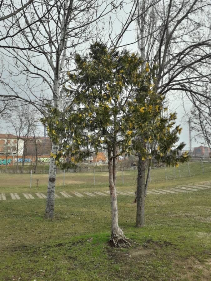 Cypřiš 15