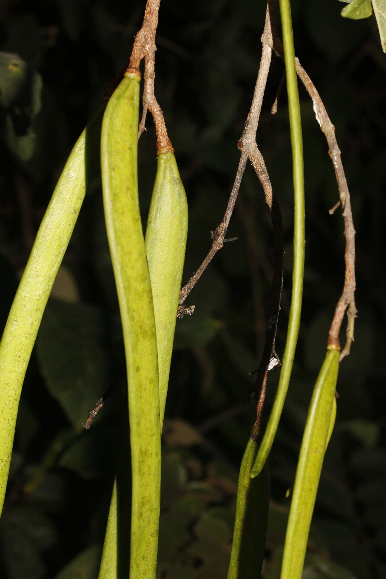 Fridericia