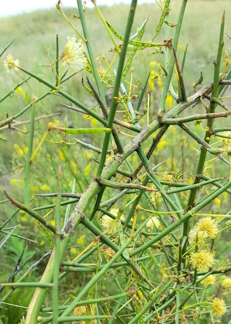 Prosopidastrum 7