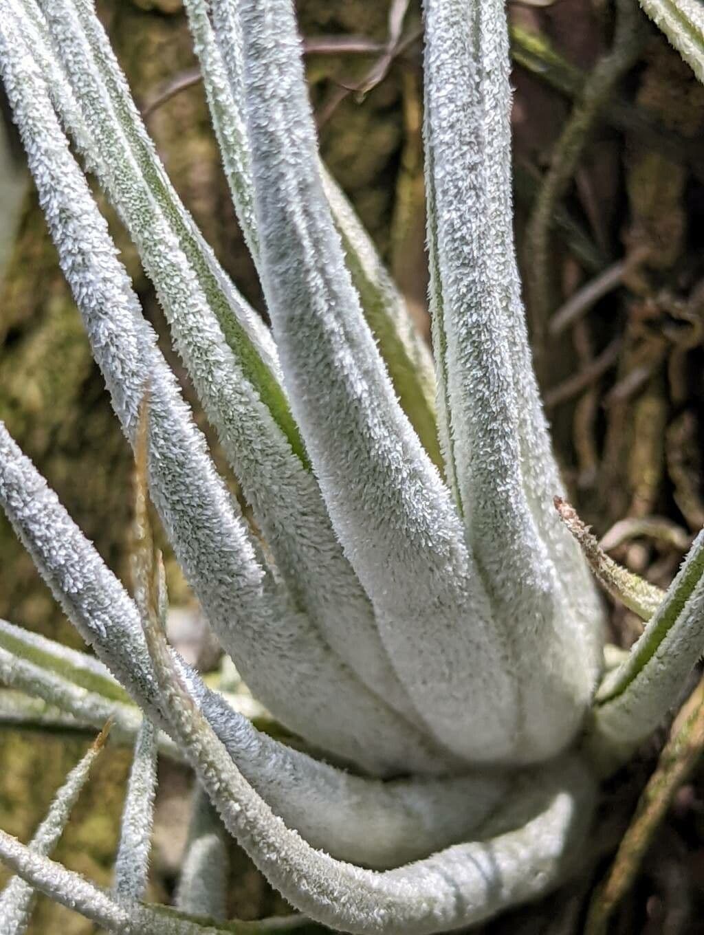 Tillandsia 4