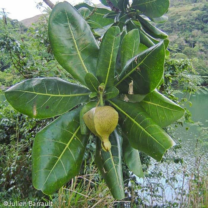 Barringtonia 27
